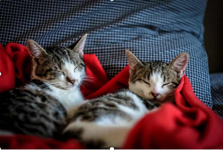 Easy Tricks to Keep Your Pets’ Coat Shiny and Clean